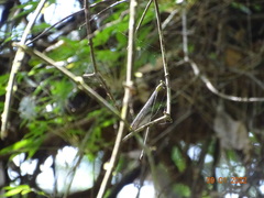 Mecistogaster modesta