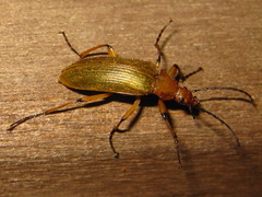 Cteniopinus hypocrita