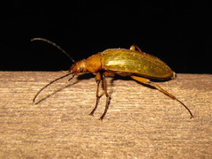 Cteniopinus hypocrita