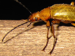 Cteniopinus hypocrita