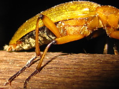 Cteniopinus hypocrita