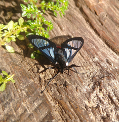 Aethria paula