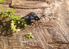 Aethria paula