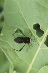 Phthia lunata