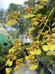 Oncidium obryzatum