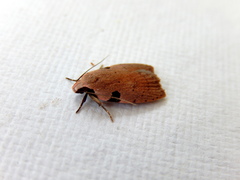 Zonopetala quadripustulella