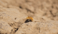 Parasystoechus flavescens