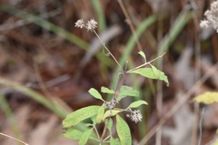 Eupatorium semiserratum