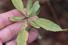 Eupatorium semiserratum