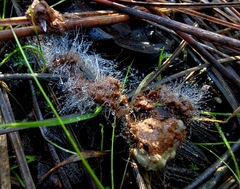 Phycomycetaceae