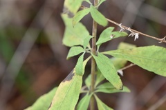 Eupatorium semiserratum