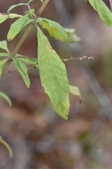 Eupatorium semiserratum