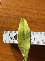 Eupatorium semiserratum