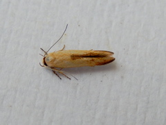 Stathmopoda liporrhoa