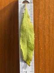 Eupatorium semiserratum