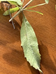 Eupatorium semiserratum