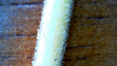 Eupatorium semiserratum