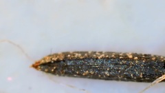 Eupatorium semiserratum