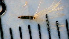 Eupatorium semiserratum