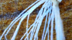 Eupatorium semiserratum