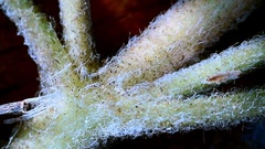 Eupatorium semiserratum