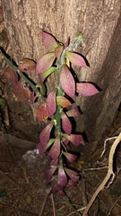 Pereskiopsis diguetii