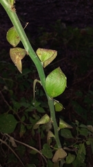 Pereskiopsis diguetii