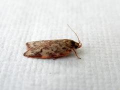 Oligoloba severa