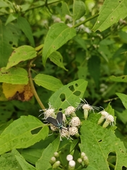 Uranophora leucotelus