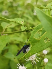 Uranophora leucotelus