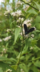 Uranophora leucotelus