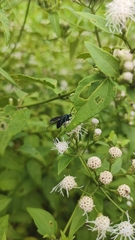 Uranophora leucotelus