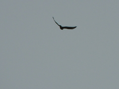 Buteo lagopus
