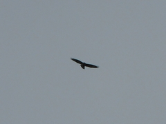Buteo lagopus