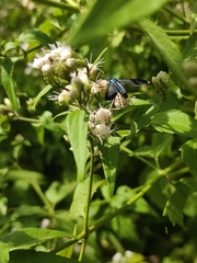 Uranophora leucotelus