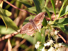 Theagenes dichrous
