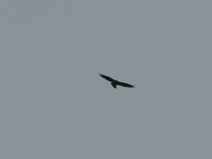 Buteo lagopus