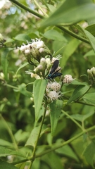 Uranophora leucotelus