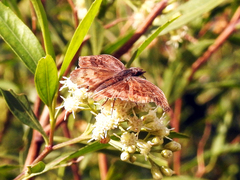 Theagenes dichrous