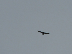 Buteo lagopus