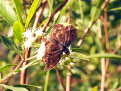 Theagenes dichrous