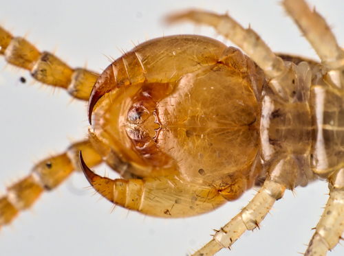Garden Lithobius