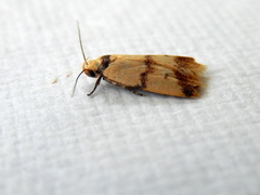 Heteroteucha anthodora