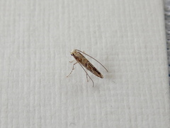 Epicephala trigonophora