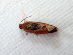 Cryptophlebia ombrodelta