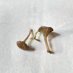 Arrhenia rickenii