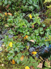Ranunculus hispidus caricetorum