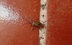 Isotes multipunctata