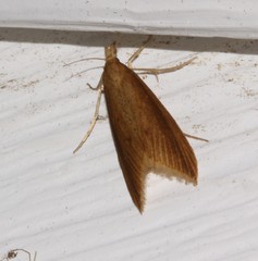 Donacaula albicostellus