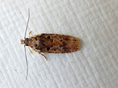 Ardozyga sodalisella